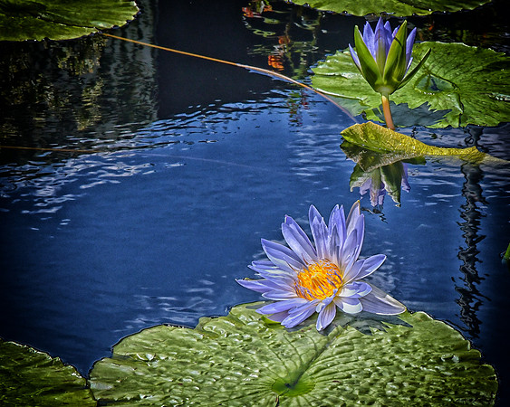 Lavendar Lily