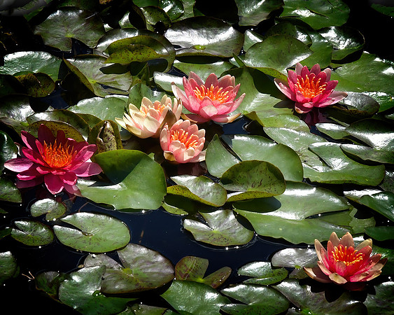 Lily Field