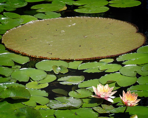 Lily Pad
