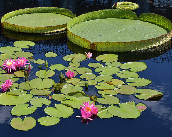 Lily Pads