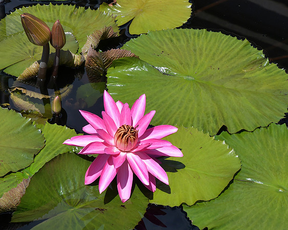Lilys