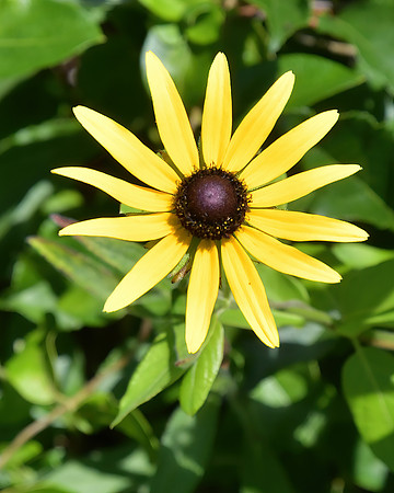 Meadow Flowerjpg
