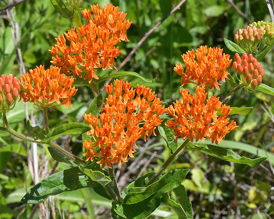 Orange Delight