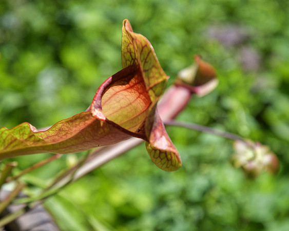 Pitcher Plant
