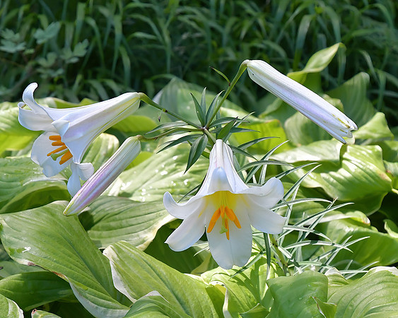 Pristine Delicate