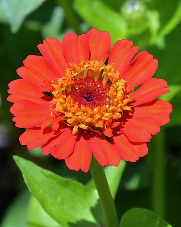 Red Destiny