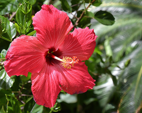 Red Hibiscus