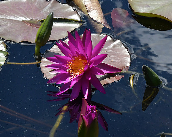 So Purple