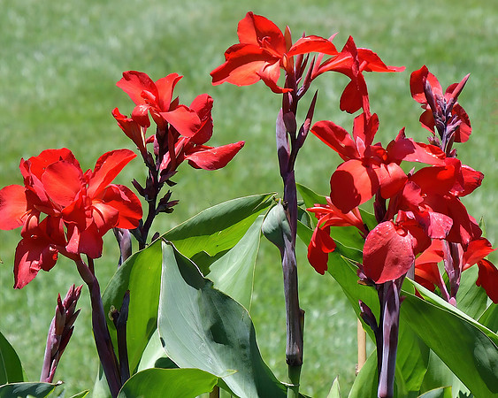 Reds and Greens