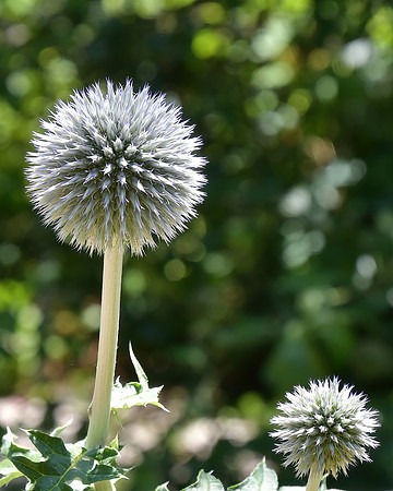 Spiked