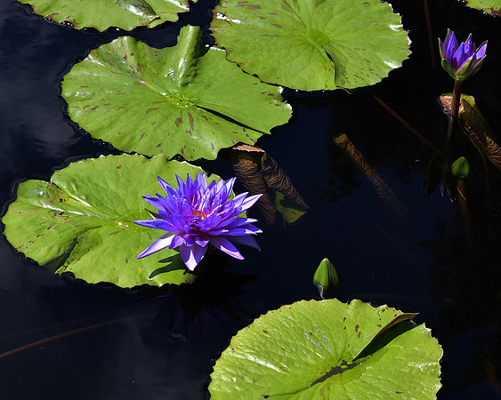 Two Purple
