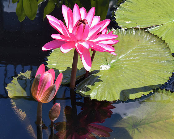Vibrant