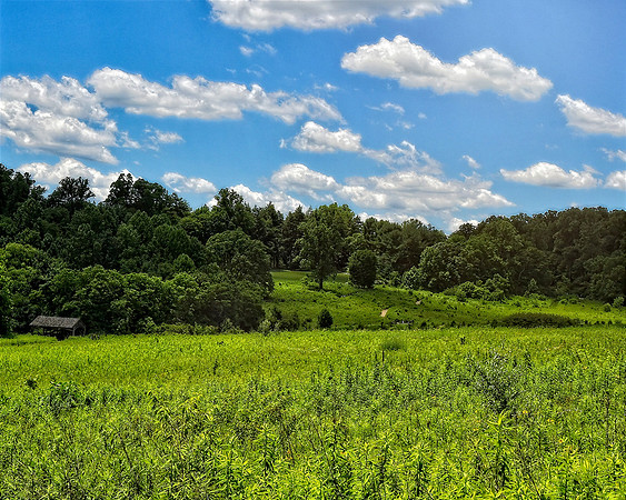 The Meadow