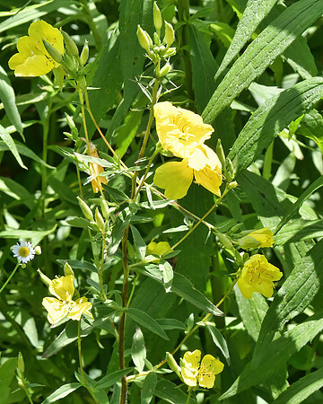 Yellow and Green in the Meadow