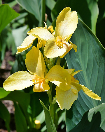 Yellow Delicate Flowers