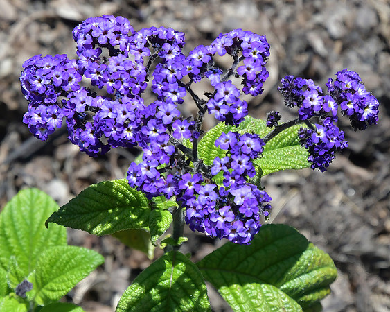 Always Purple