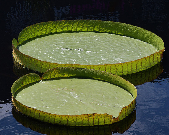 Cool Pads