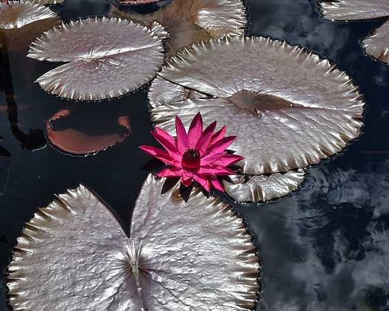 Copper Pads