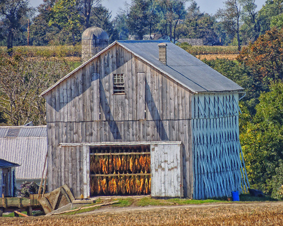 Tobacco Drying in the Barn
