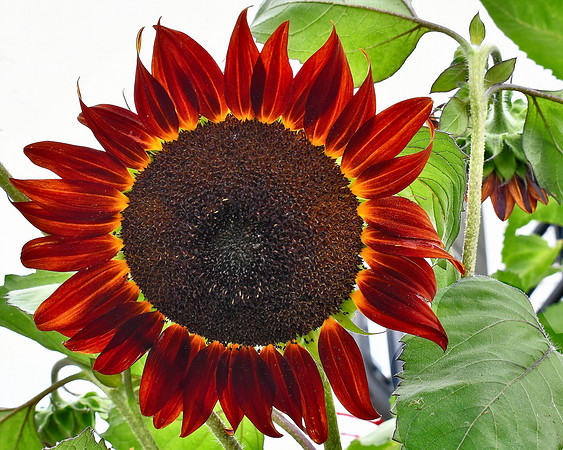 Sunflower Glorious