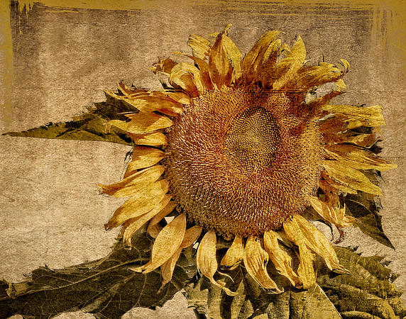 Dusty Summer Sunflower Delight