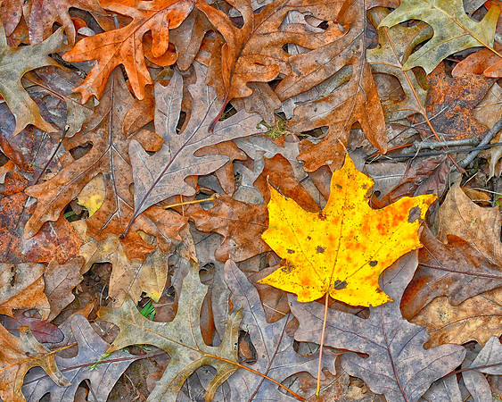Leaf Carpet