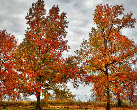Fall Multiverse