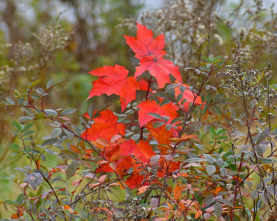 Red Leaf Loneliness