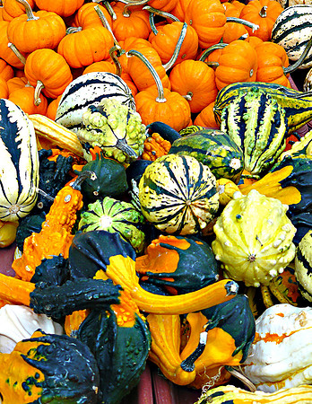 Pumpkin Gourds