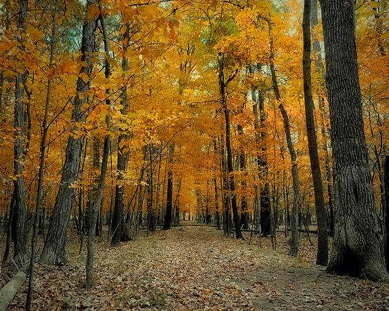 Dreamy Fall