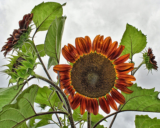 Sunflowers Three