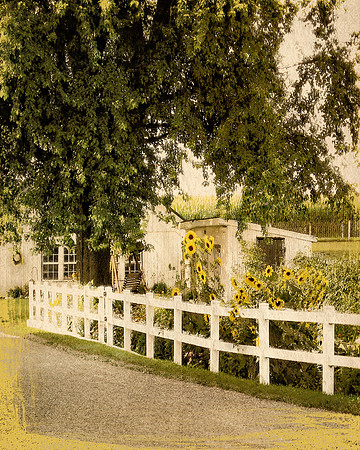 Dusty Summer Sunflower Farm