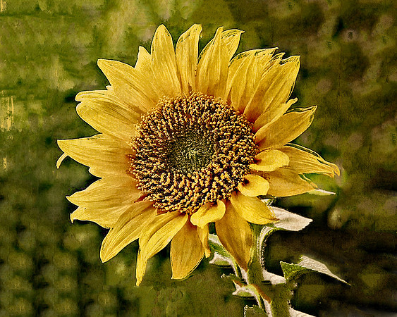 Side View Sunflower Smiles Dusty Yellow