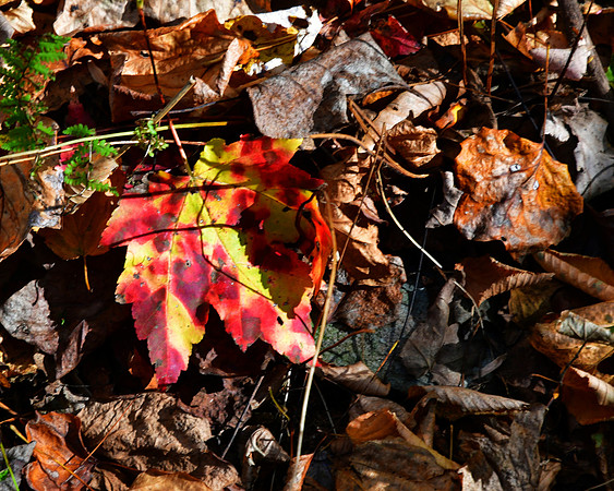 Fading Glory