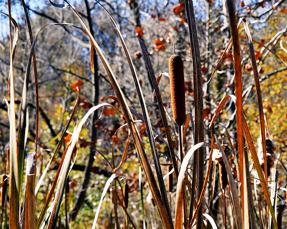 Cattail