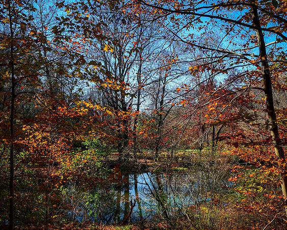 Autumn Stream