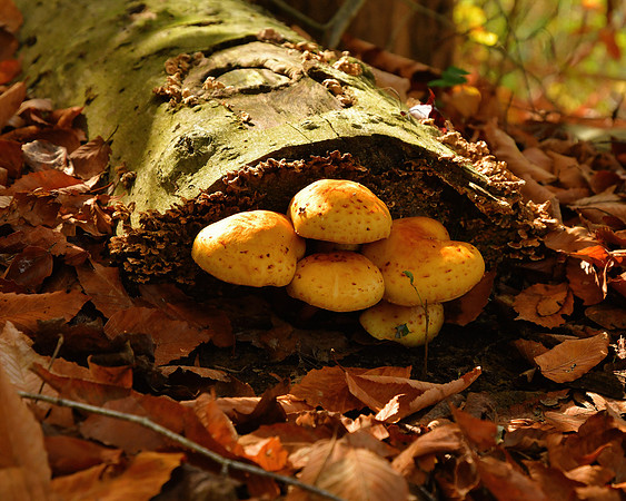 Autumn Shroom