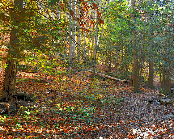 llustrated Fall Path