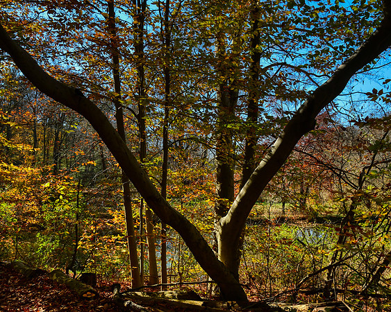 Fork in the Tree