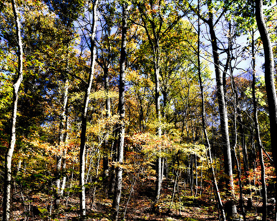 Trees to the Sky