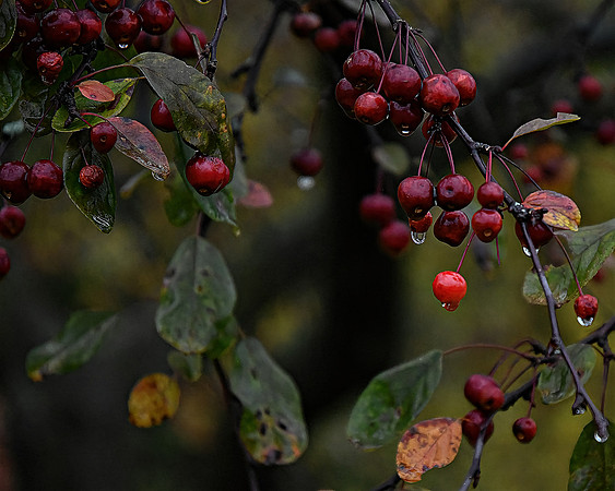 Berry Wet