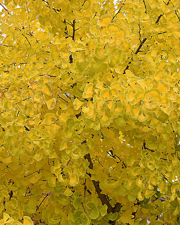 Yellow Green