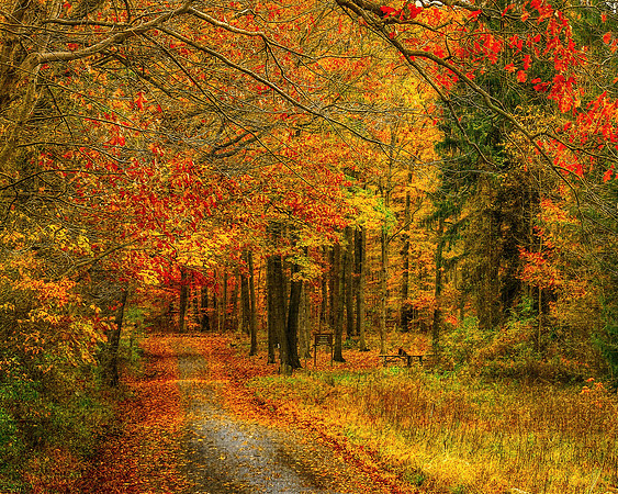 A Dreamy Fall Path
