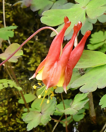 Columbine