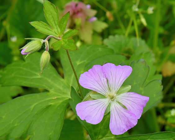 Soft Phlox