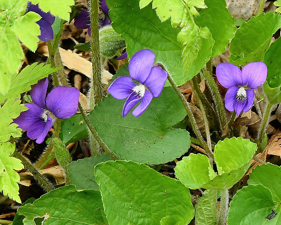 Purple Violets