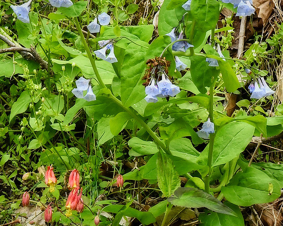 Columbine and Bells