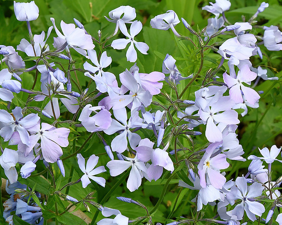 Purple Phlox