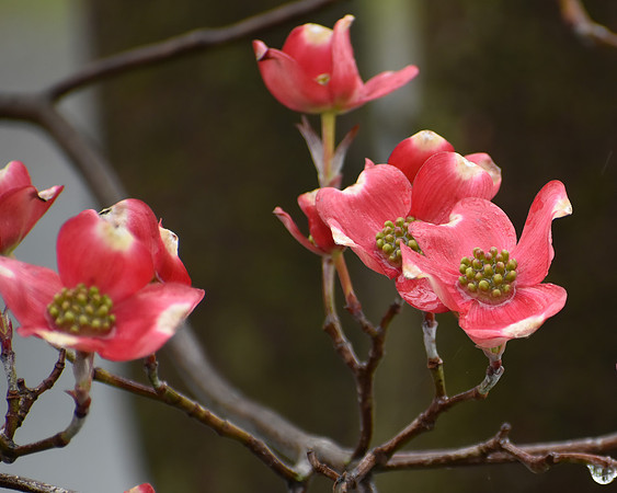Blooms