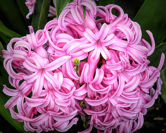 Hyacinth Dream